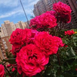 Здається квартира Київ фото 8 Здається квартира Київ фото 8