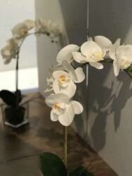   , ,  ., 68, .   16