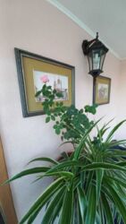 1к студія центр Поділ фото 10 1к студія центр Поділ фото 10