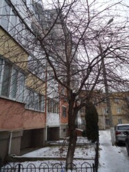 ÎÐÅÍÄÀ ÏÐÎÑÒÎÐί 3-ʲÌÍÀÒÍί ÊÂÀÐÒÈÐÈ. ÂÓË. Ҳ̲ÐßÇÅÂÀ ôîòî 16 ÎÐÅÍÄÀ ÏÐÎÑÒÎÐί 3-ʲÌÍÀÒÍί ÊÂÀÐÒÈÐÈ. ÂÓË. Ҳ̲ÐßÇÅÂÀ ôîòî 16