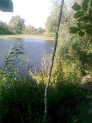 Здається квартира Черкаська фото 20 Здається квартира Черкаська фото 20