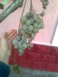 Здається квартира Черкаська фото 19 Здається квартира Черкаська фото 19