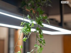 ������� �������� ����������� ���., 27/24, �������, ����������, ������������� (���������), ����� ���� 8