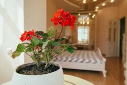 Здається квартира вул. Івана Мазепи, 3, Київ, Печерський фото 15 Здається квартира вул. Івана Мазепи, 3, Київ, Печерський фото 15