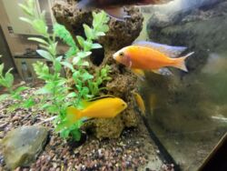 Здається квартира Київ, Оболонський, Івасюка, 12Д фото 17 Здається квартира Київ, Оболонський, Івасюка, 12Д фото 17