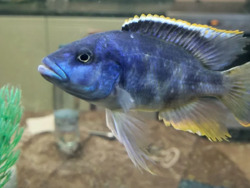 Здається квартира Київ, Оболонський, Івасюка, 12Д фото 16 Здається квартира Київ, Оболонський, Івасюка, 12Д фото 16