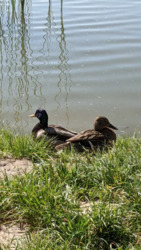 ������� �������� �����.�����, 54 �, ���, ����������� ���� 17