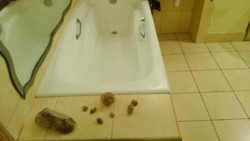 Здається квартира Київ, Голосіївський, вул.Ю.Здановської, 34/1-А фото 9 Здається квартира Київ, Голосіївський, вул.Ю.Здановської, 34/1-А фото 9