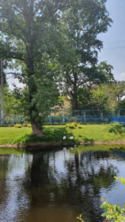 Здається квартира Київ, Алімпія Галика, 75 фото 7 Здається квартира Київ, Алімпія Галика, 75 фото 7