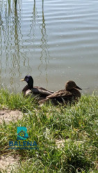 ������� �������� ����� �����., 54�, ���, ����������� ���� 17