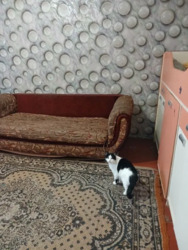 Здається квартира Полтава, Полтавська, Шевченківський (Жовтневий), Сади 2 фото 1 Здається квартира Полтава, Полтавська, Шевченківський (Жовтневий), Сади 2 фото 1
