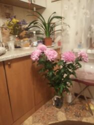 Однокімнатна квартира на Леваді фото 2 Однокімнатна квартира на Леваді фото 2