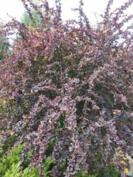 Сдам дачу в поселке Коропов Хутор Змиевской район в дачном кооперативе с выходом к озеру. фото 4 Сдам дачу в поселке Коропов Хутор Змиевской район в дачном кооперативе с выходом к озеру. фото 4