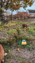 Здам будинок м.Зміїв помісячно та посуточно. фото 24 Здам будинок м.Зміїв помісячно та посуточно. фото 24