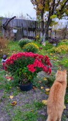 Здам будинок м.Зміїв помісячно та посуточно. фото 22 Здам будинок м.Зміїв помісячно та посуточно. фото 22