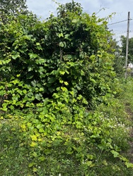 ОРЕНДА БУДИНКУ У СІЛЬЦІ фото 12 ОРЕНДА БУДИНКУ У СІЛЬЦІ фото 12