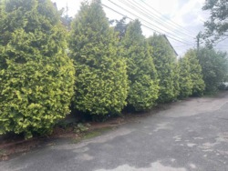 ���� ������� ����� �������.�����,������,���,��� ���� 9