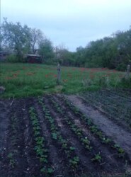 Здається будинок Київська, Білоцерківський, Біла Церква, Заріччя фото 7 Здається будинок Київська, Білоцерківський, Біла Церква, Заріччя фото 7