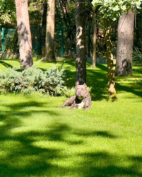 ������� ������� ���� ���������, �����������, ������� ���� 9