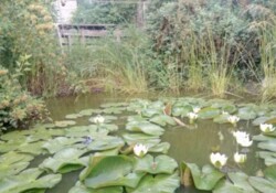 Здається 2-х поверховий будинок, Старе місто, все є. фото 10 Здається 2-х поверховий будинок, Старе місто, все є. фото 10