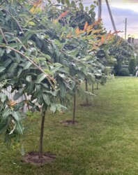 Здається будинок площею 180 кв.м. зроблений сучасний ремонт з дизайнерським проектом. фото 6 Здається будинок площею 180 кв.м. зроблений сучасний ремонт з дизайнерським проектом. фото 6