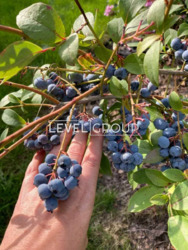 ������ ������� � ��� �������-2 ���� 15