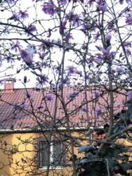 Оренда будинку в Києві в Голосіївському районі фото 2 Оренда будинку в Києві в Голосіївському районі фото 2