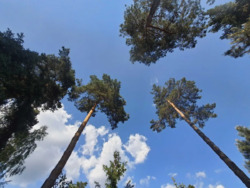 Конча-Заспа, Козин, аренда сруба в живописном месте, лес, охрана. фото 4 Конча-Заспа, Козин, аренда сруба в живописном месте, лес, охрана. фото 4