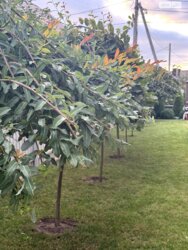 ������ ������ ��������� ������� ���� 13