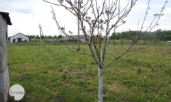 Оренда-співробітництво виробничо-складського приміщення с. Копистин. фото 43 Оренда-співробітництво виробничо-складського приміщення с. Копистин. фото 43