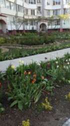 Здається квартира подобово Одеська, Чорноморськ, Іллічівськ, Парковая фото 5 Здається квартира подобово Одеська, Чорноморськ, Іллічівськ, Парковая фото 5