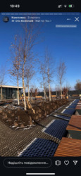 Centr Park     2