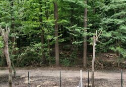 ������ 1 ������� �������� � �� Forest Home ���� 1