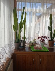������ 4� �������� ���� 9