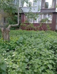 ������ 3� �������� 62.2 ��. � �� ���. ����� ����������� 184 ���� 3