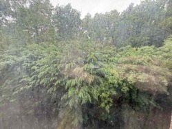 1 ������� �������� � �� Forest home ���� 9