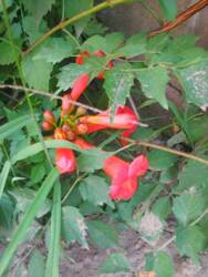 ������ 3-���. �������� � ����������� ���� �� 4 ������� �� �������� ���� 2