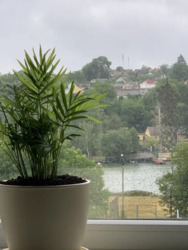 ��������� �������� ³�����, ³�������, ������������� ����� ���� 19