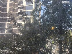 ��������� �������� �����������, ³�����, ³�������, ������ ���� 8