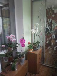 Продається квартира Харківська, Харків, Новобаварський, БАВАРИЯ, Любови Малой пр. (Постышева пр.), 34, м. Холодна гора фото 7 Продається квартира Харківська, Харків, Новобаварський, БАВАРИЯ, Любови Малой пр. (Постышева пр.), 34, м. Холодна гора фото 7