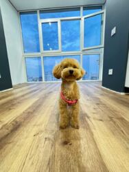 Продається квартира Харківська, Харків, Основянський, ГАГАРИНА, ул.Заливная, 2, м. Левада фото 9 Продається квартира Харківська, Харків, Основянський, ГАГАРИНА, ул.Заливная, 2, м. Левада фото 9