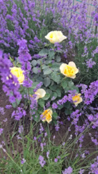 В продаже 2 - комнатная квартира, новострой, жк Салтовский 6/9, Драгоманова фото 10 В продаже 2 - комнатная квартира, новострой, жк Салтовский 6/9, Драгоманова фото 10