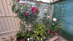 Продается полдома на 2.5сот. ул. Житомирская. фото 7 Продается полдома на 2.5сот. ул. Житомирская. фото 7