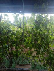 Продам 2-кімнатну квартиру з гаражем. фото 8 Продам 2-кімнатну квартиру з гаражем. фото 8