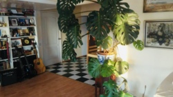 Квартира з терасою в центрі міста, Олександрівський пр. фото 1 Квартира з терасою в центрі міста, Олександрівський пр. фото 1