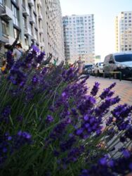 Продаж 2к квартири в ЖК Місто Квітів фото 4 Продаж 2к квартири в ЖК Місто Квітів фото 4