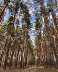  81 . ., . ,  ˳   14