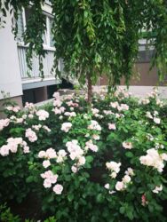 Продаж 2к квартири в ЖК Місто Квітів фото 3 Продаж 2к квартири в ЖК Місто Квітів фото 3