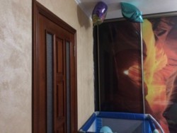 Продается квартира Проскуровская, Хмельницкий, Хмельницкая, Центр фото 2 Продается квартира Проскуровская, Хмельницкий, Хмельницкая, Центр фото 2