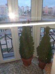 ��������� �������� ������ �������, �����������, �����������, ������ ���� 1